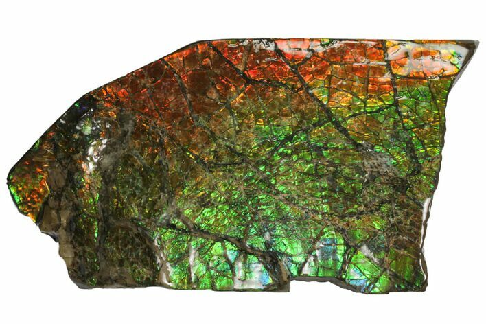 Rainbow Ammolite (Fossil Ammonite Shell) - Alberta, Canada #147257